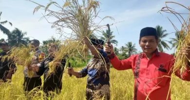 Anggota DPRD Kabupaten Sukabumi Anang Janur saat mengikuti panen raya di Jampangkulon.